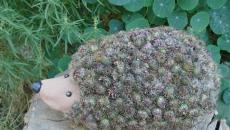 We make figures from burdock - do-it-yourself crafts from tenacious plants