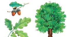 Koki: attēli, pasakas, izglītojoši uzdevumi pirmsskolas vecuma bērniem Kas ir koks bērniem